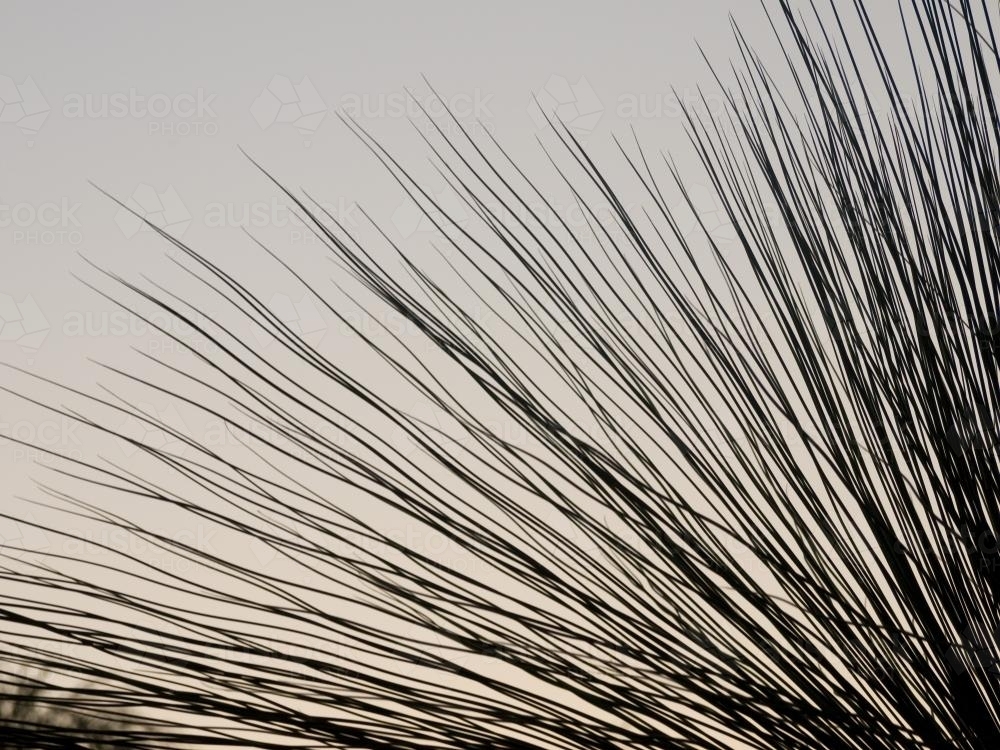 Spiky leaves of a grass tree in silhouette - Australian Stock Image