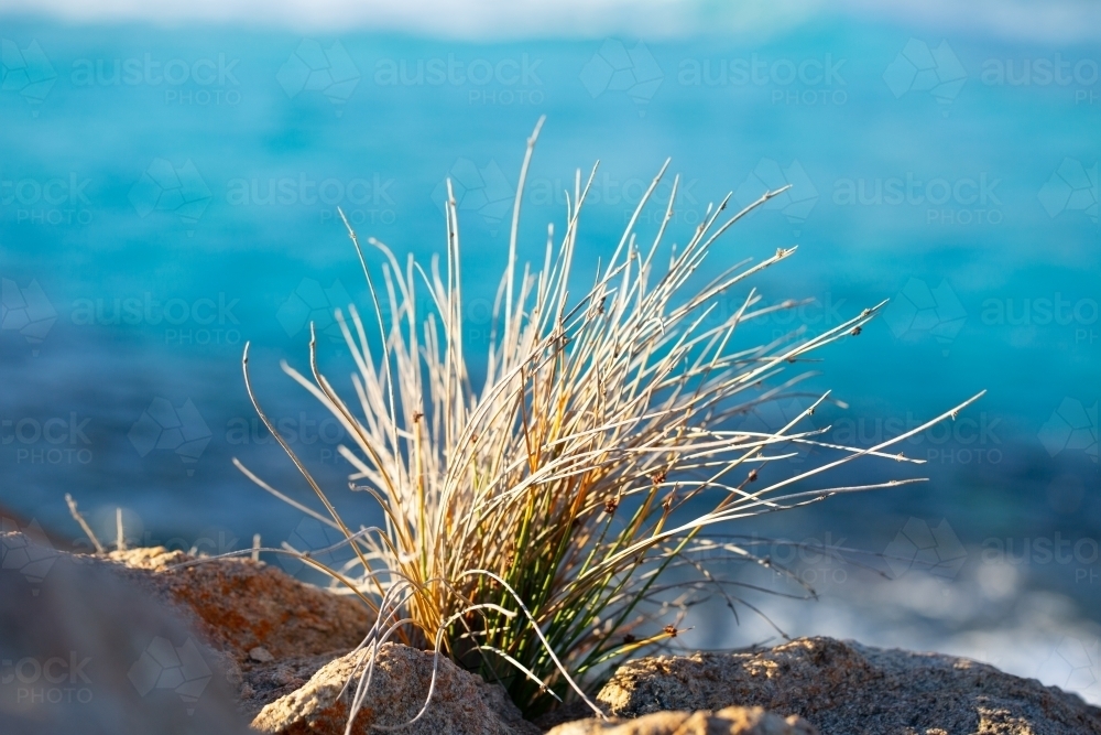Spiky plant growing amo4ng rocks at seaside - Australian Stock Image