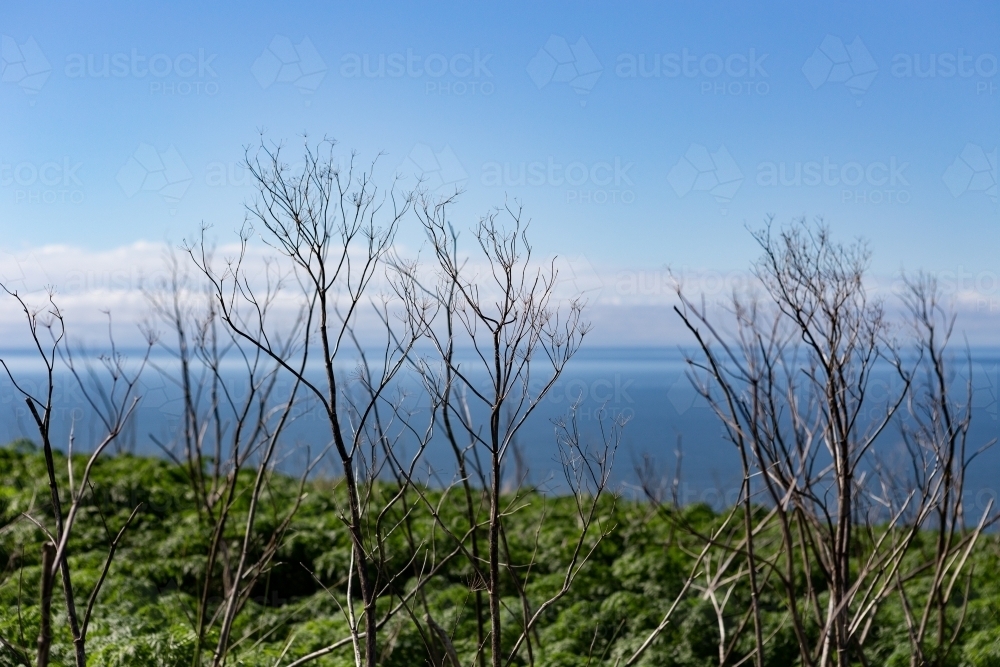 Spindly plants on top of The Nut - Australian Stock Image