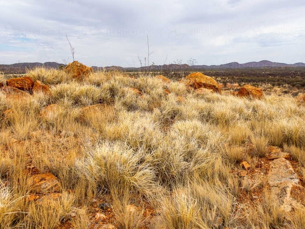 spinifex and dry grasses in central australian landscape - Australian Stock Image