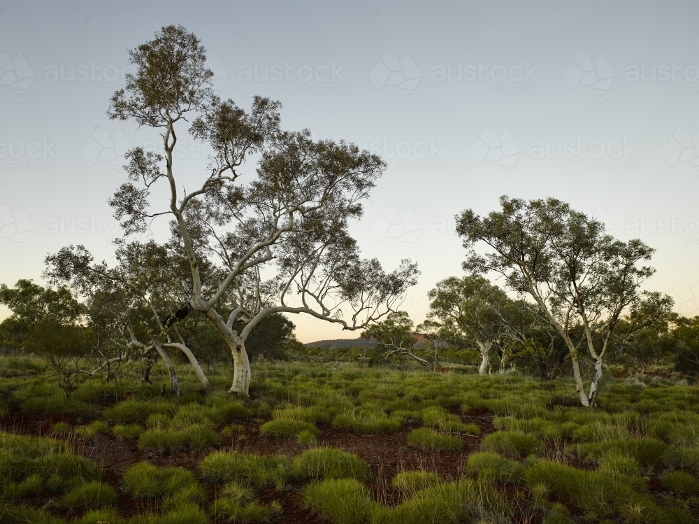 Spinifex and ghost gum at dusk in remote location - Australian Stock Image