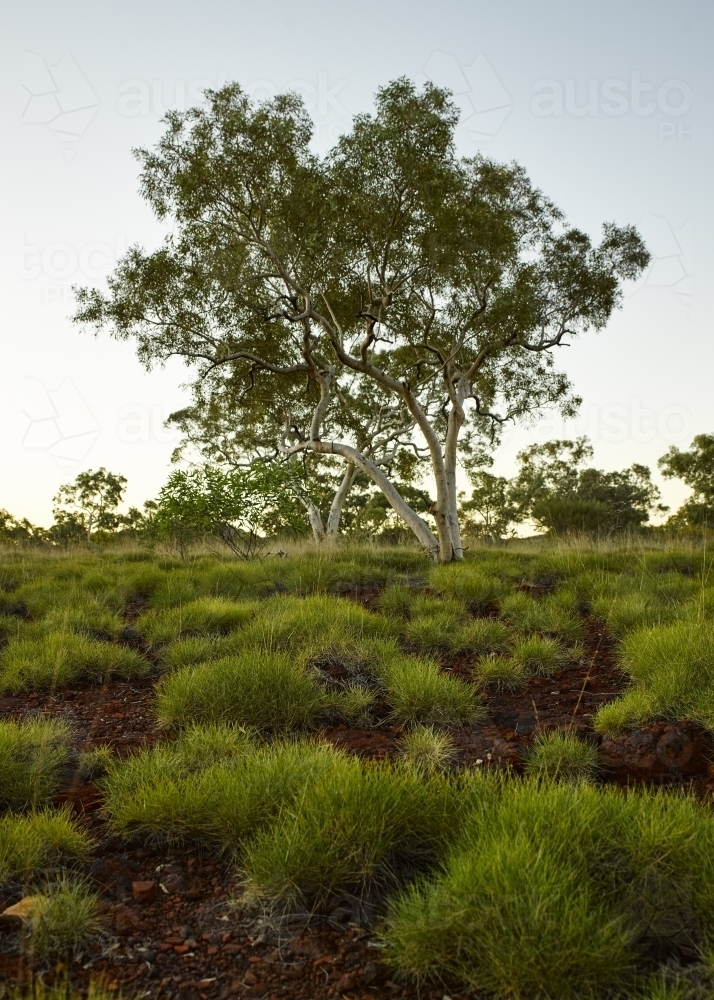 Spinifex and ghost gums in remote location at dusk - Australian Stock Image