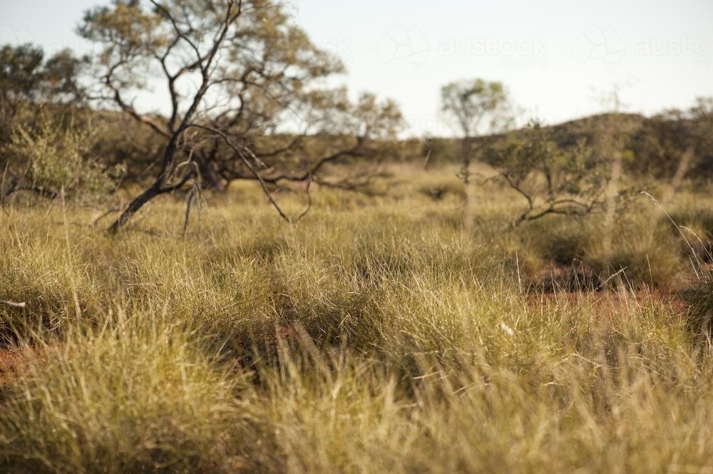 Spinifex bush land in Outback Australia - Australian Stock Image