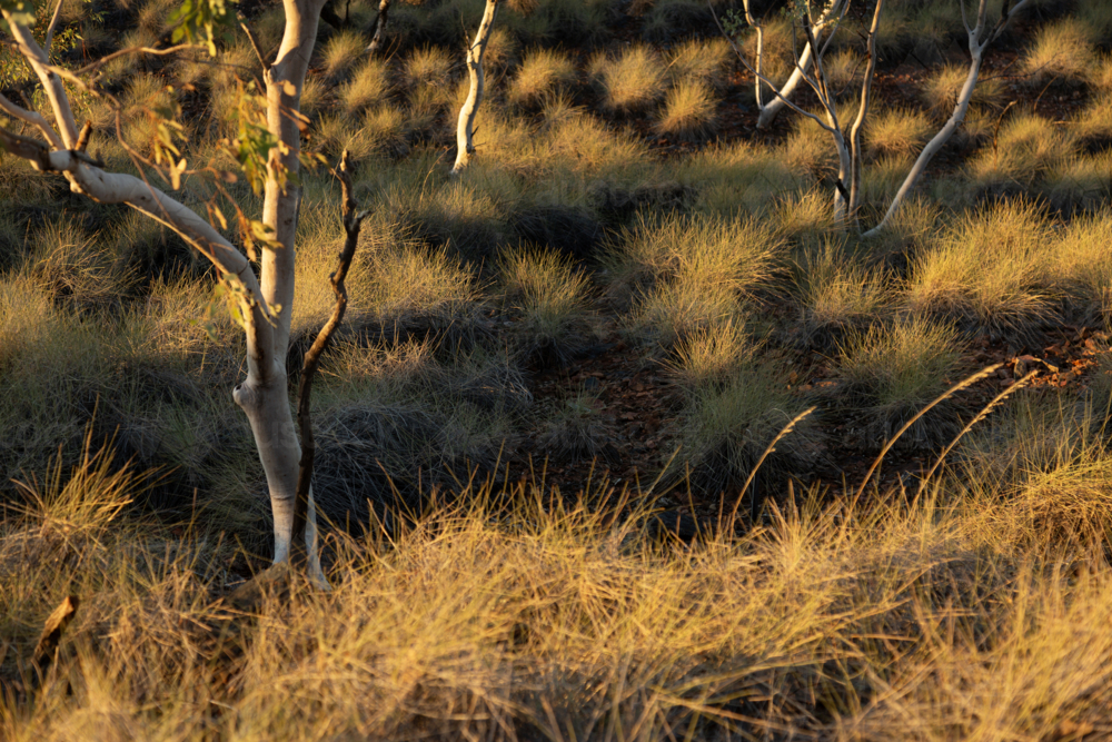 Spinifex desert landscape - Australian Stock Image
