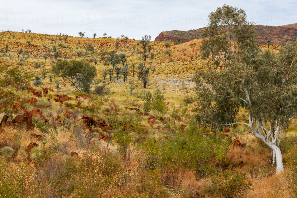 Spinifex grass and scrub in the Pilbara, Western Australia - Australian Stock Image