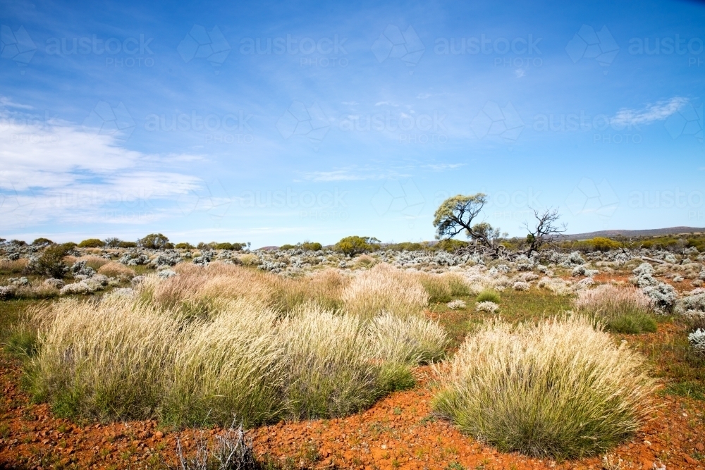 spinifex grass in outback landscape - Australian Stock Image
