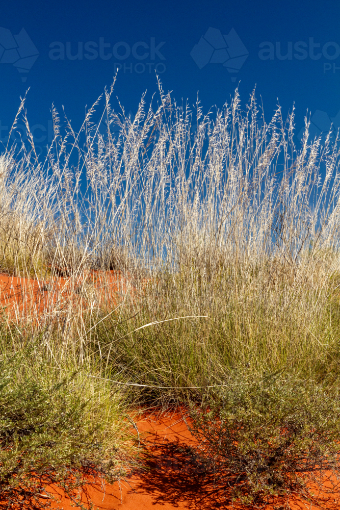 Spinifex grass in seed, red dirt, and a blue sky. - Australian Stock Image