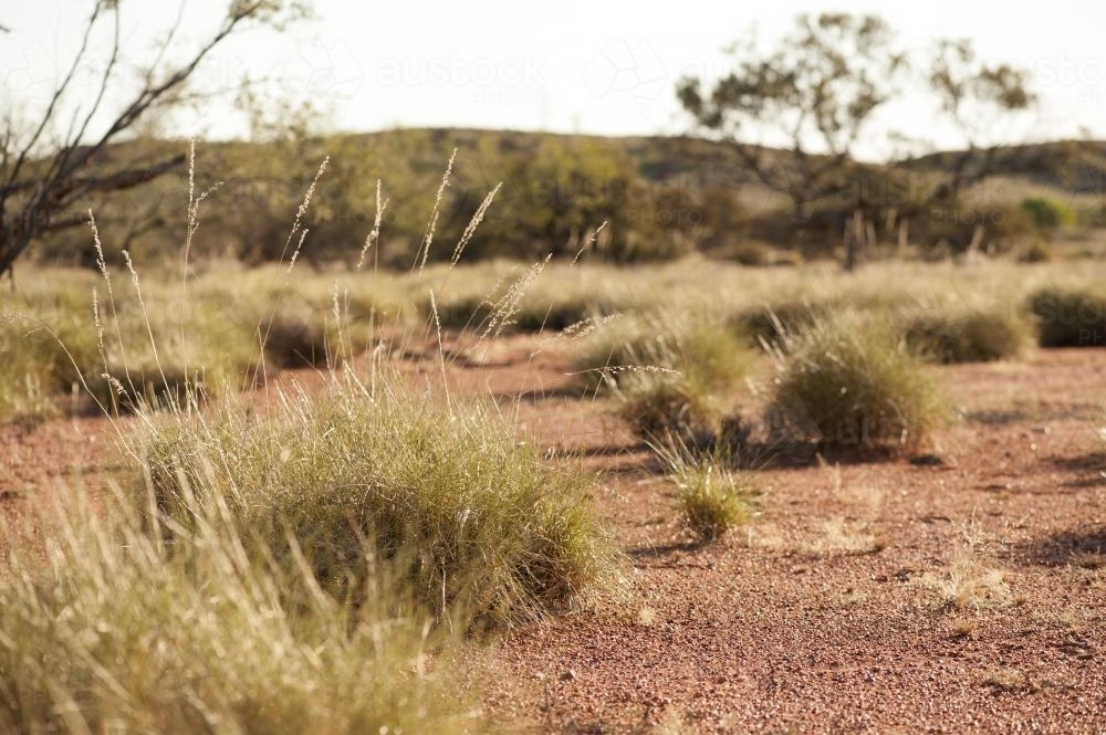 Spinifex plants on red dirt at ground level in early morning - Australian Stock Image