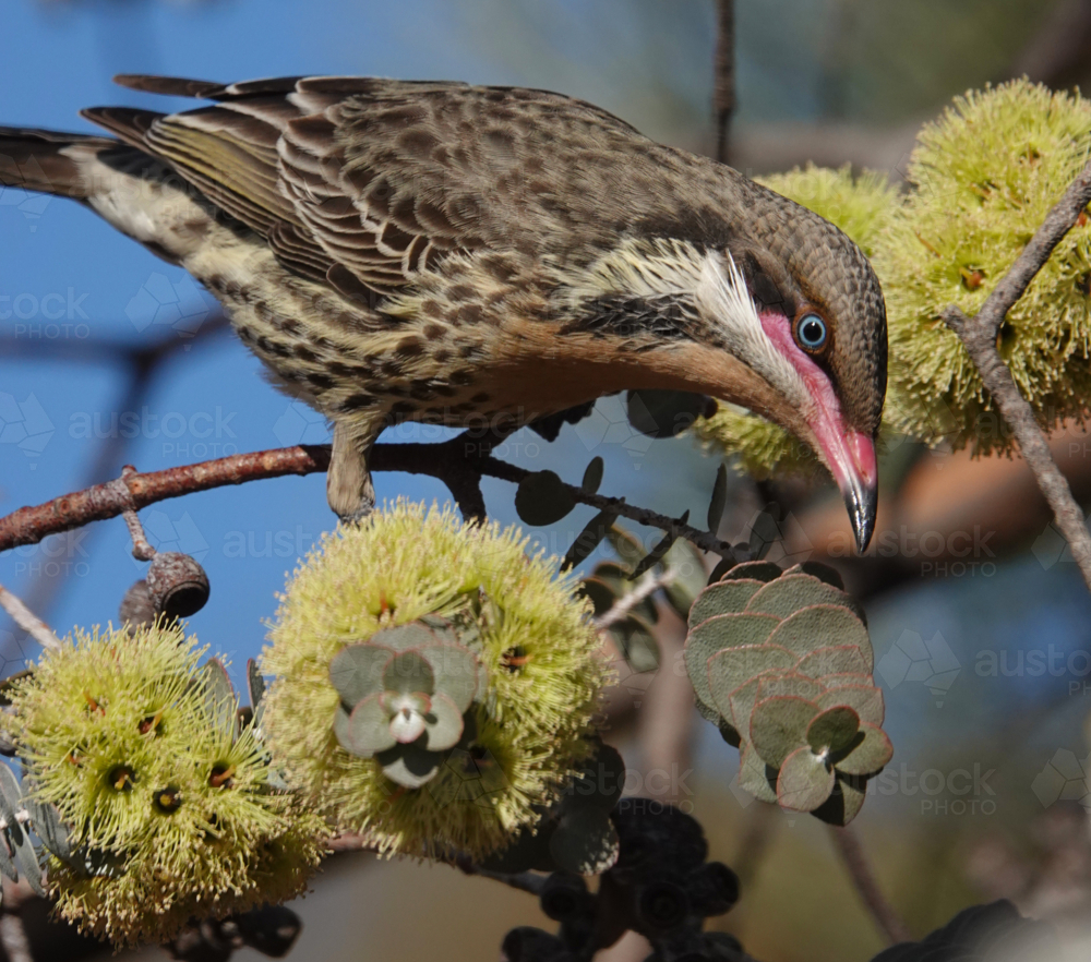 Spiny-cheeked Honeyeater on Book-leaf Mallee - Australian Stock Image