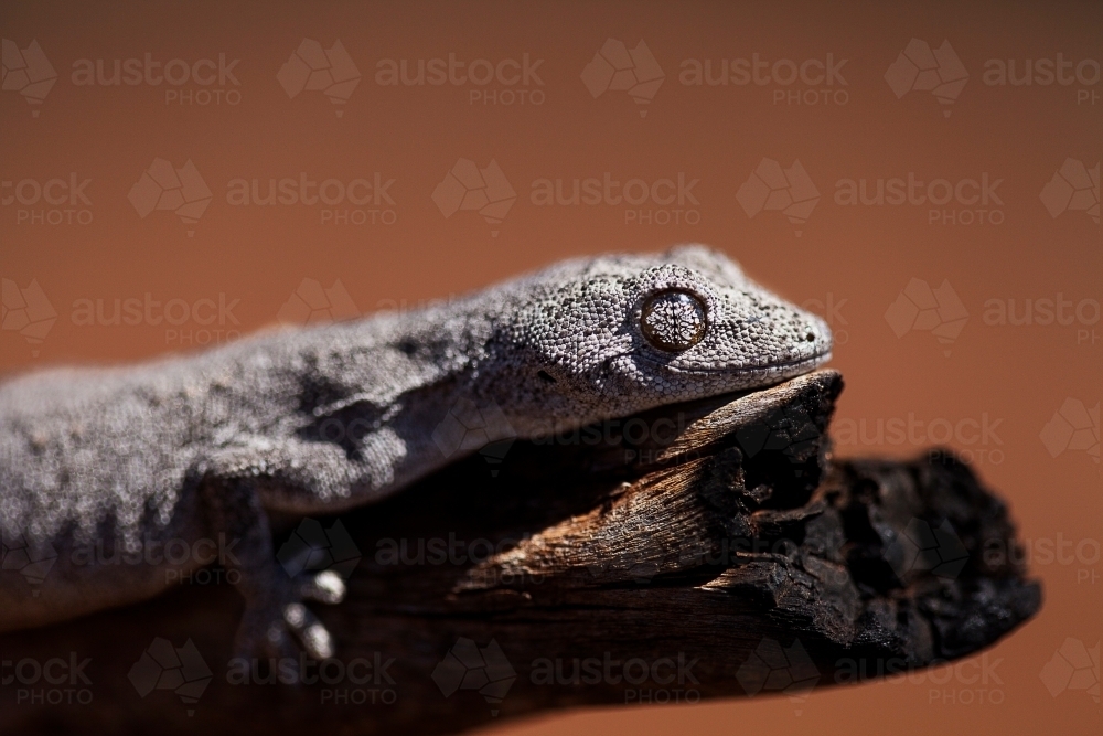 Spiny Tailed Gecko - Australian Stock Image
