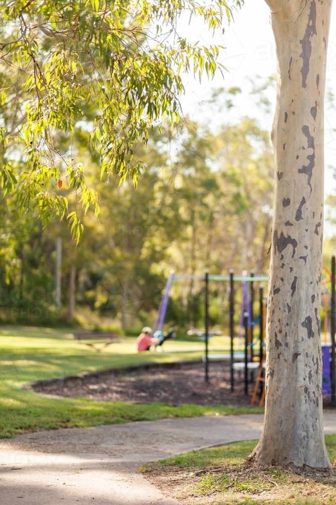 Spotted eucalyptus gum tree beside footpath and park - Australian Stock Image