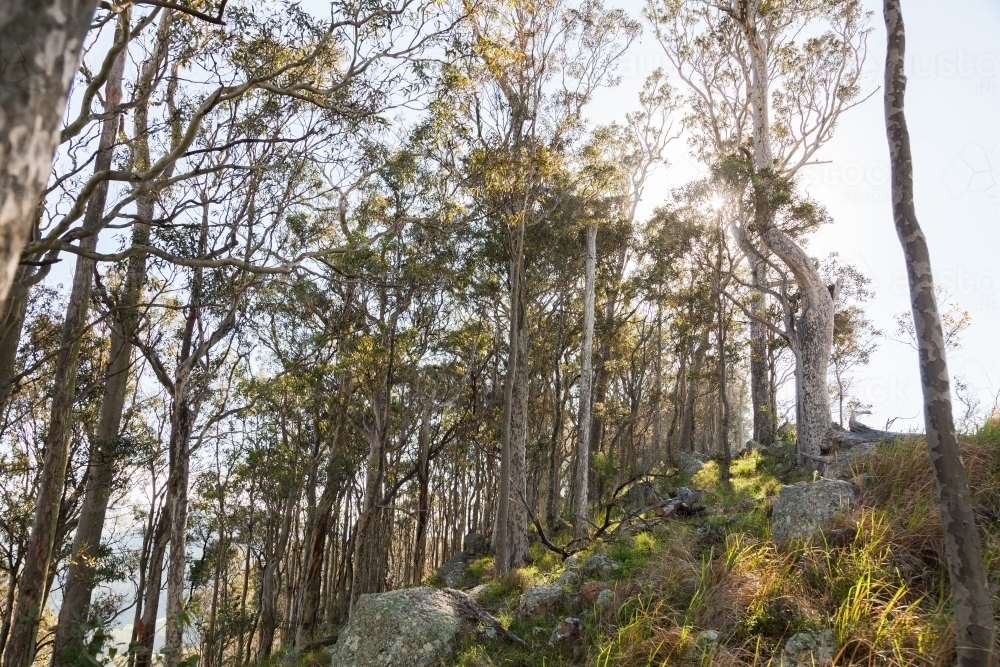 Image of Spotted gum trees on hillside - Austockphoto