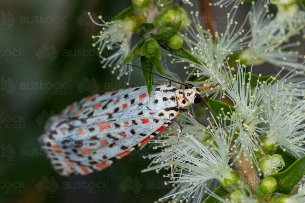spotted moth on white blossom - Australian Stock Image