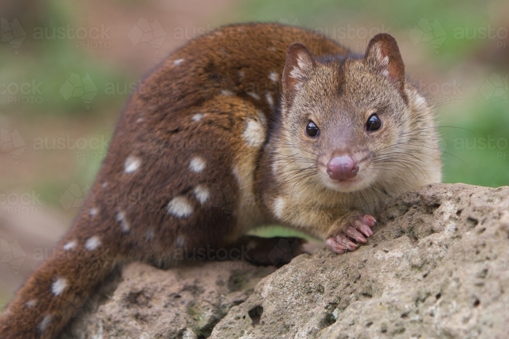 Spotted Quoll - Australian Stock Image
