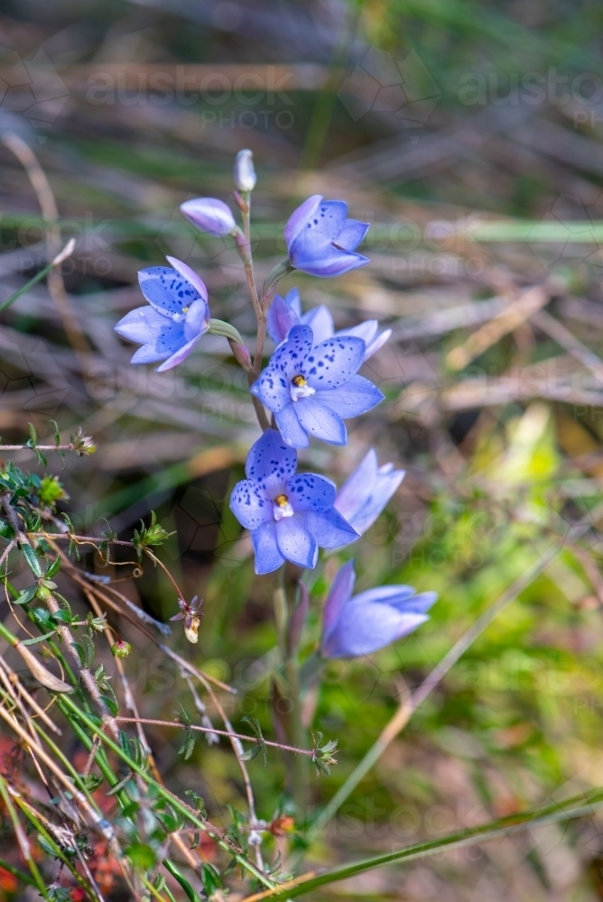 Spotted Sun Orchid - Australian Stock Image