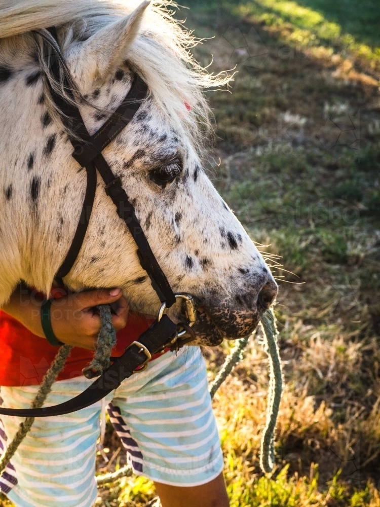Spotty pony being held by child - Australian Stock Image