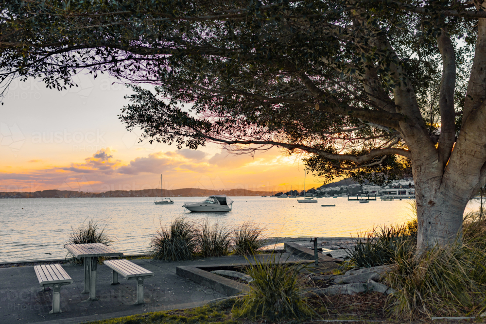 Sprawling fig tree on the shore of Lake Macquarie at Belmont, NSW - Australian Stock Image