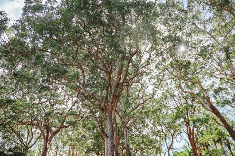 Sprawling gum trees in the Australian bush with sunburst - Australian Stock Image