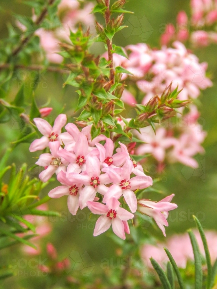 Sprays of small pink wildflowers on green leaves - Australian Stock Image