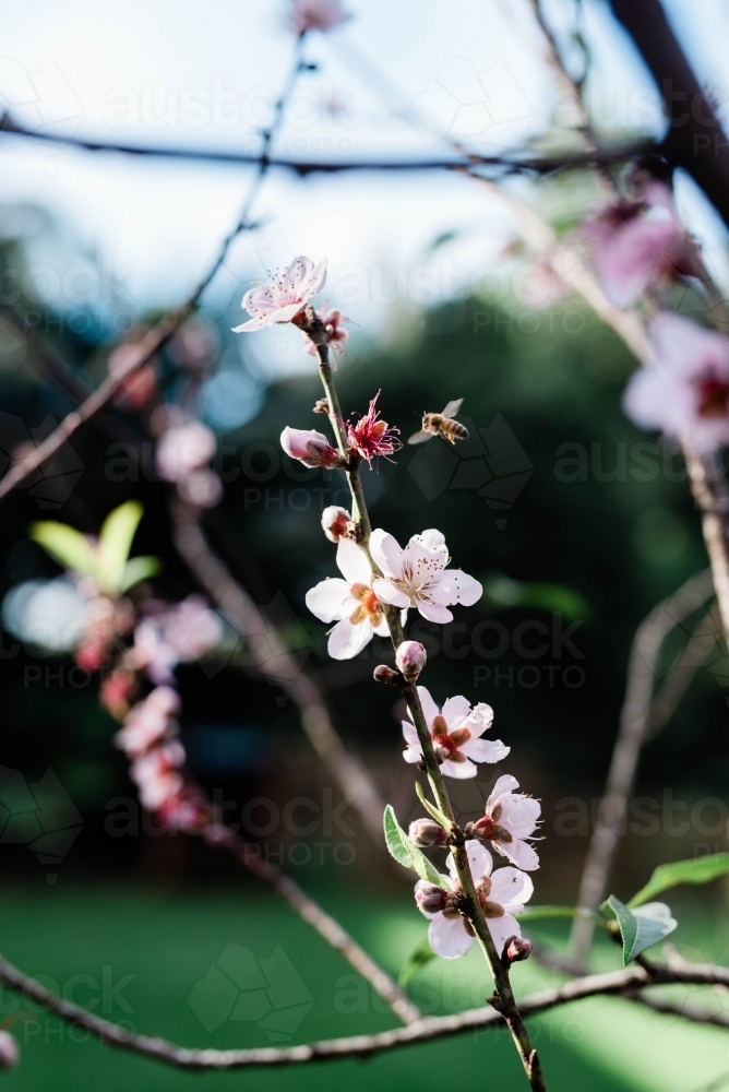 Sprig of cherry blossom - Australian Stock Image