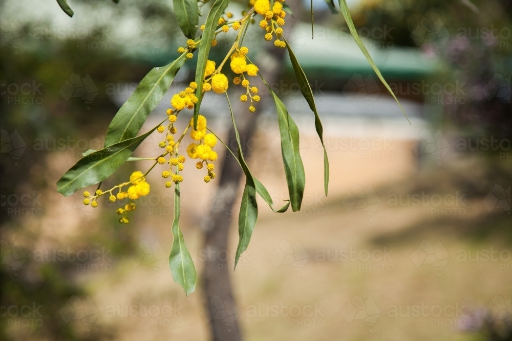 Sprig of golden wattle in the sunlight - Australian Stock Image