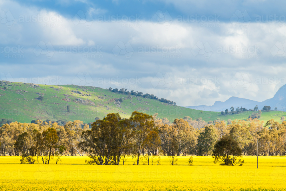 Spring agricultural landscape with yellow canola during springtime in Grampians, Victoria, Australia - Australian Stock Image