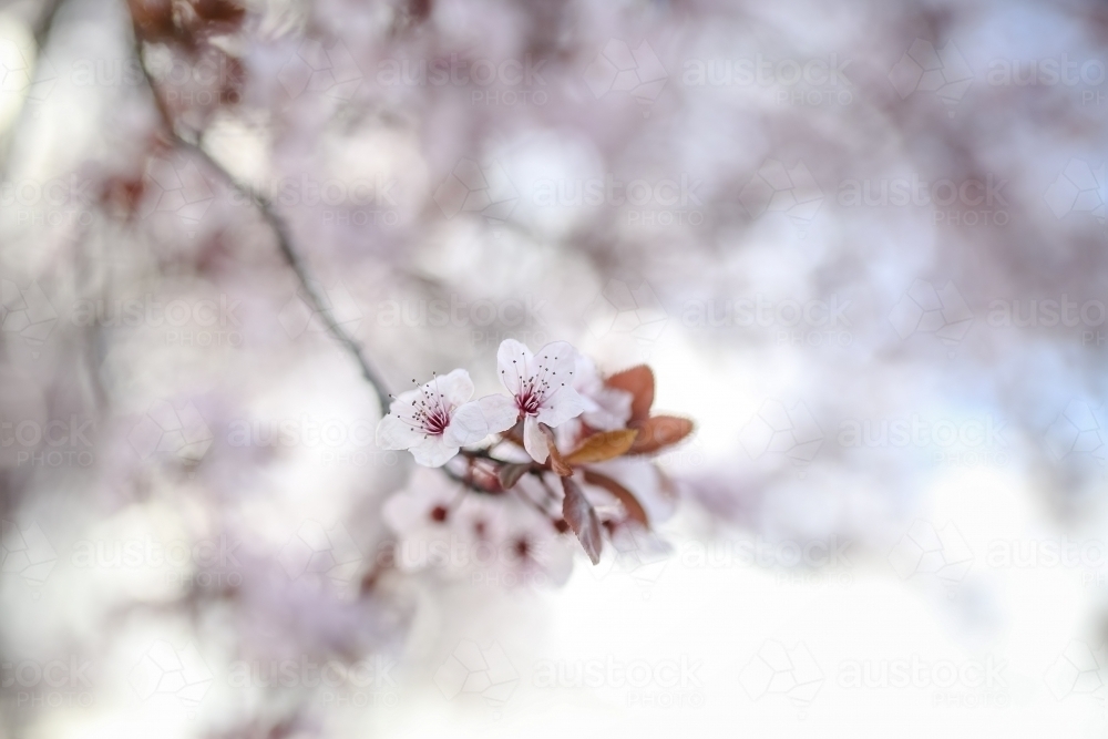 Spring Blossom - Australian Stock Image