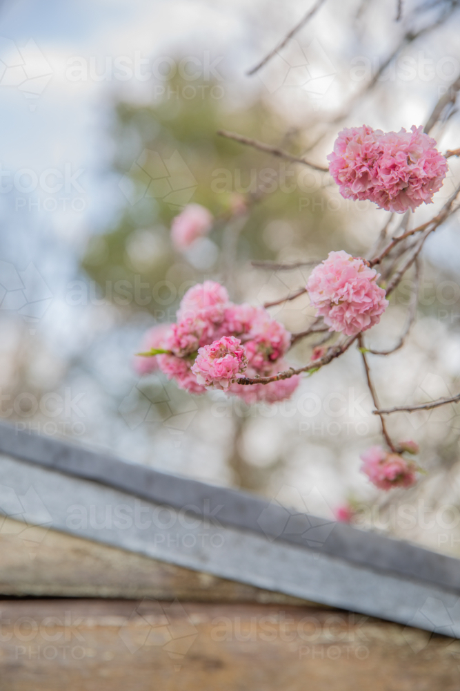 Spring blossoms above an old shed roof - Australian Stock Image