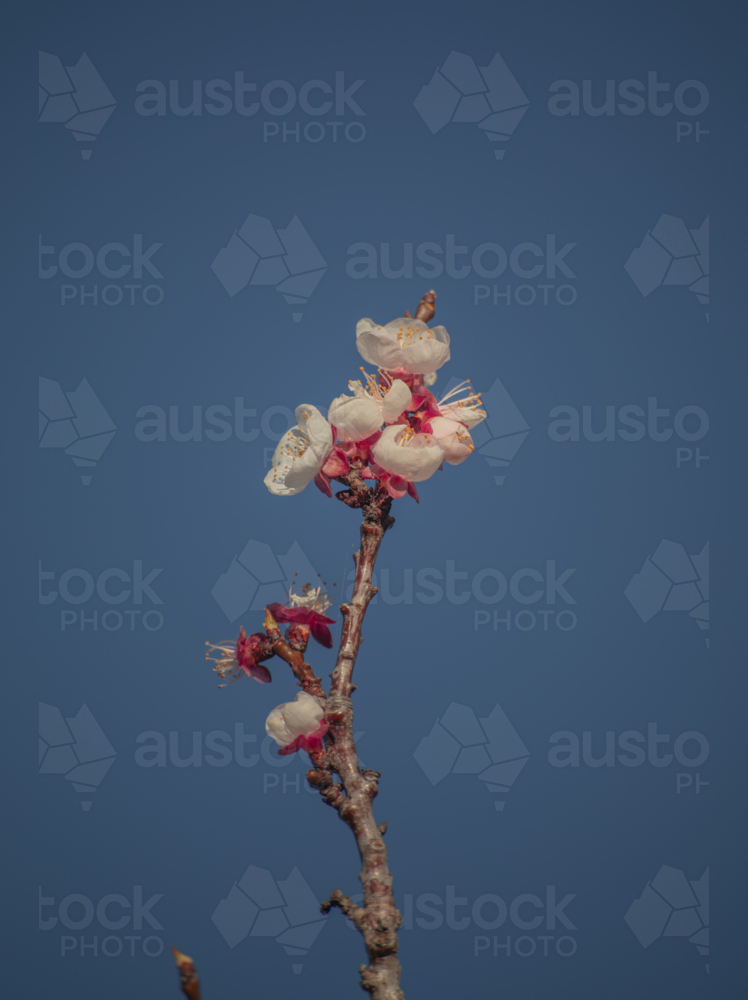 Spring blossoms and a blue sky - Australian Stock Image