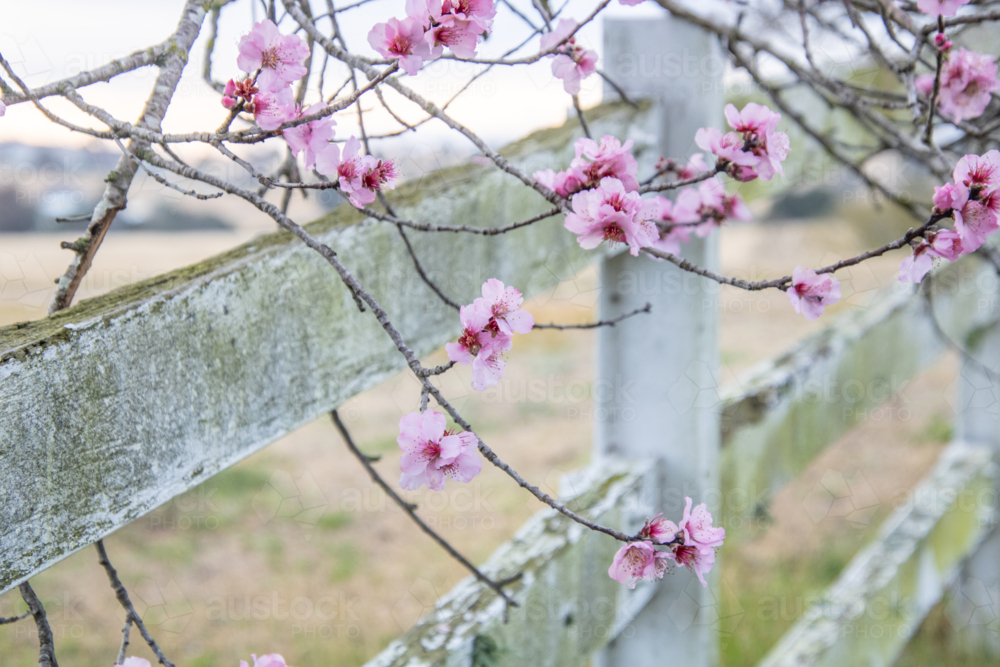 Spring blossoms on a mossy fence - Australian Stock Image