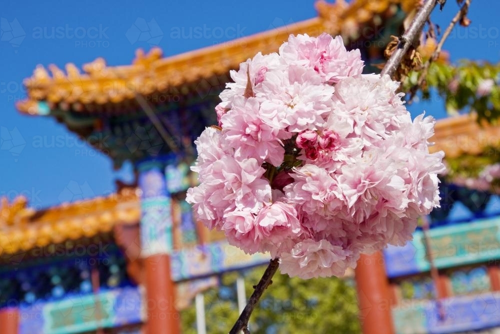 Spring blossum at a Chinese Garden - Australian Stock Image