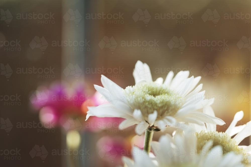 Spring Flowers Detail - Australian Stock Image