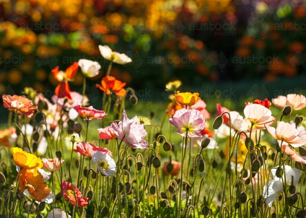 Spring flowers in a botanical garden - Australian Stock Image