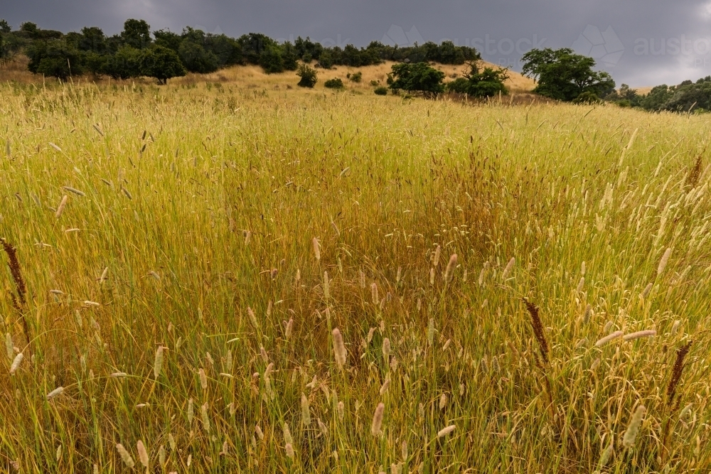 Spring Grasses in paddock with clouds on horizon - Australian Stock Image