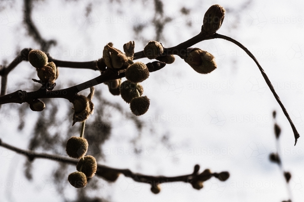 spring is in the air - Australian Stock Image