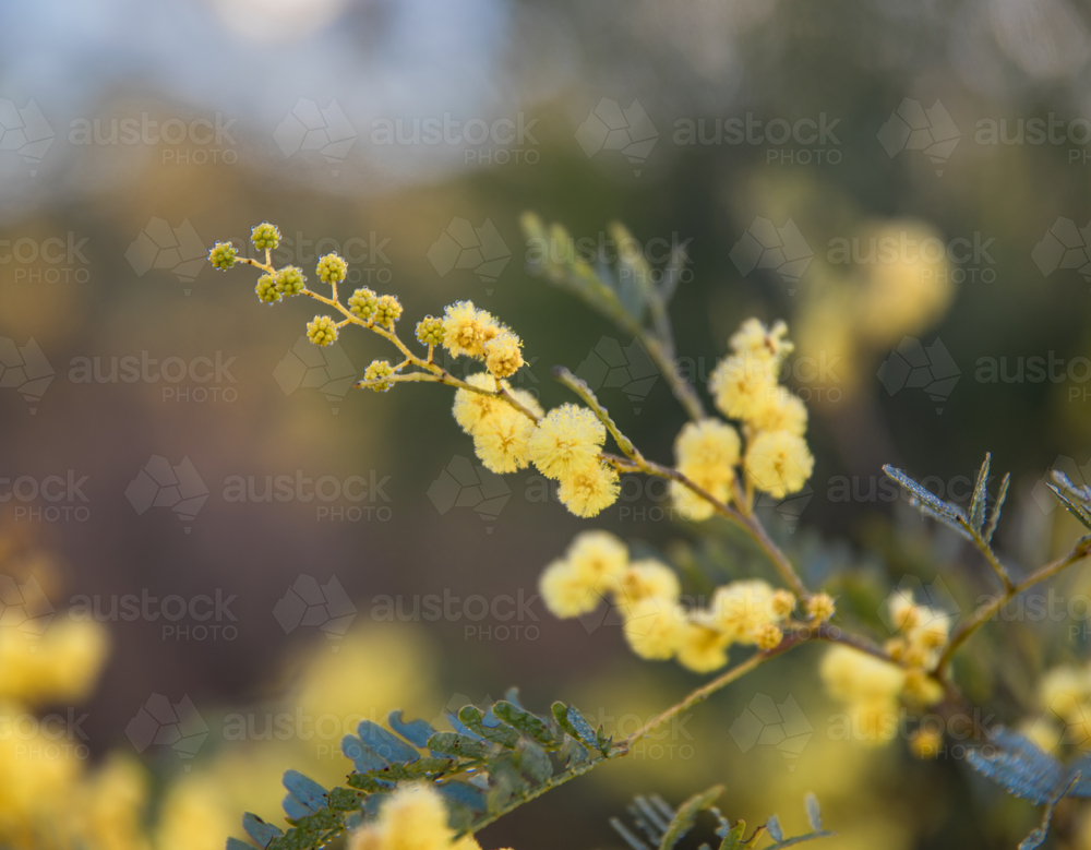 Spring of wattle with a blurred bush background - Australian Stock Image