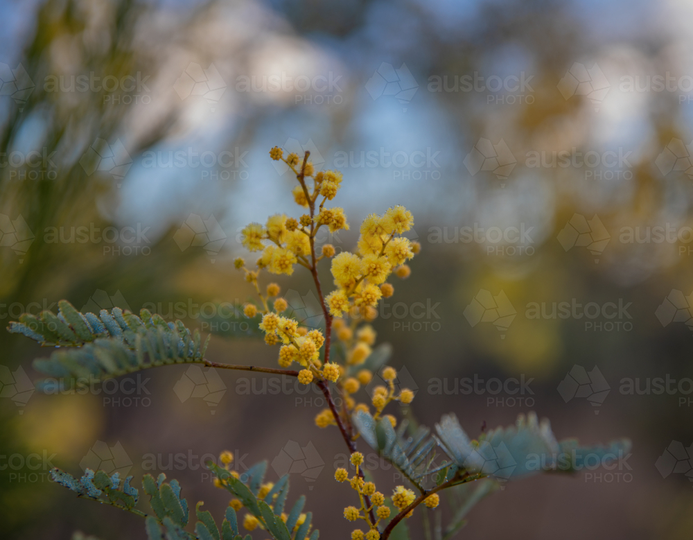 Spring of wattle with a blurred bush background - Australian Stock Image