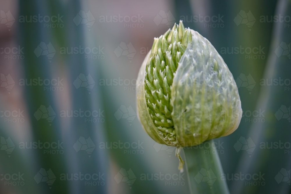 Spring onion plant in flower close up - Australian Stock Image