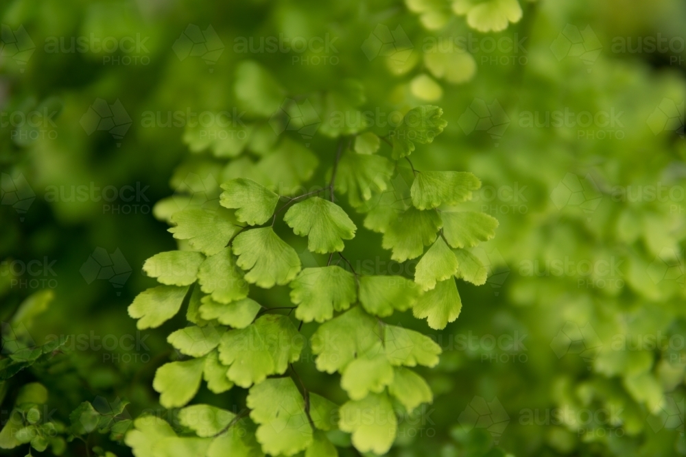 Spring or Summer concept: beauty of green leaves on blurred background. - Australian Stock Image