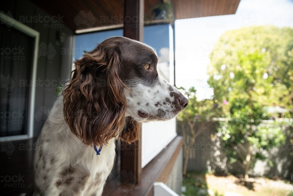 Springer Spaniel dog standing quietly on back porch - Australian Stock Image