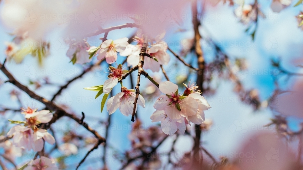 Springtime Cherry Blossom Flowers - Australian Stock Image