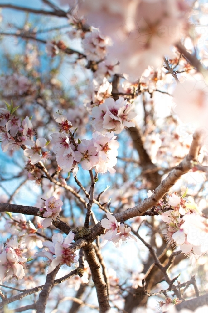 Springtime Cherry Blossom Flowers - Australian Stock Image