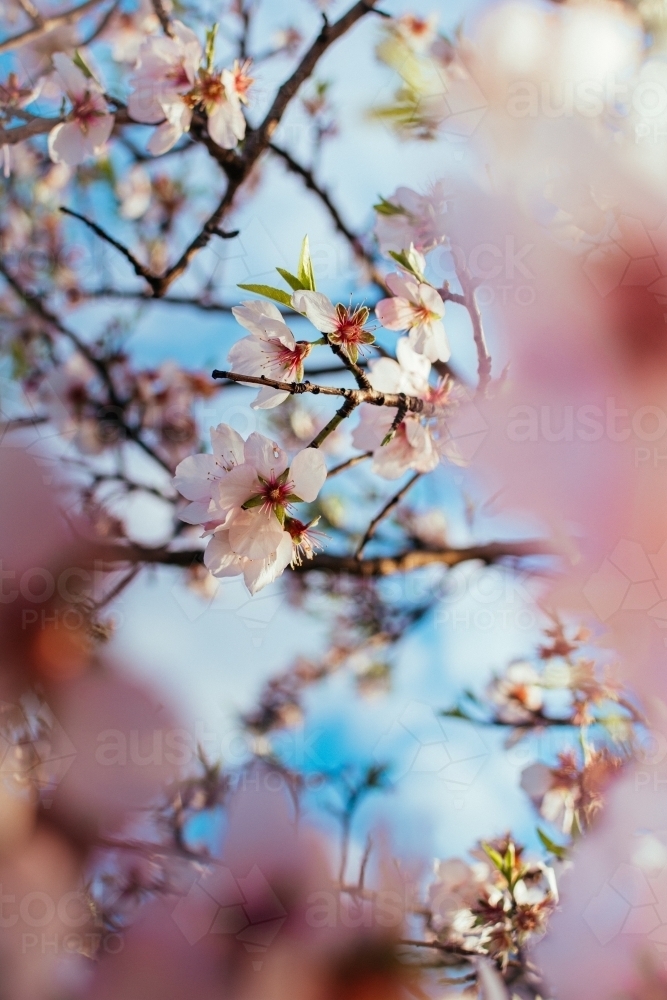 Springtime Cherry Blossom Flowers - Australian Stock Image
