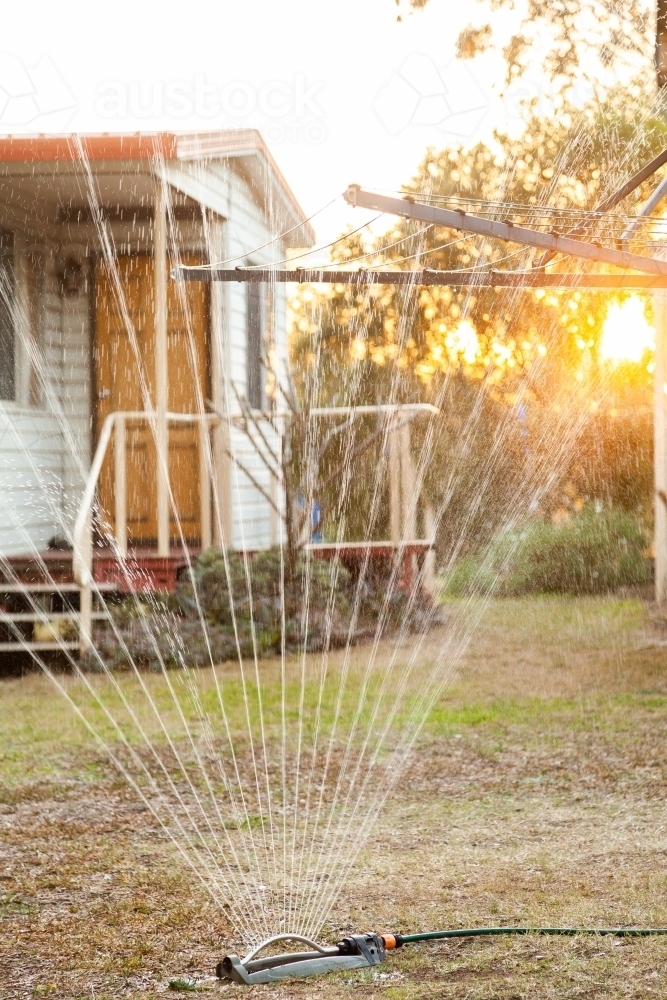 Sprinkler and garden hose watering dry lawn in the backyard - Australian Stock Image