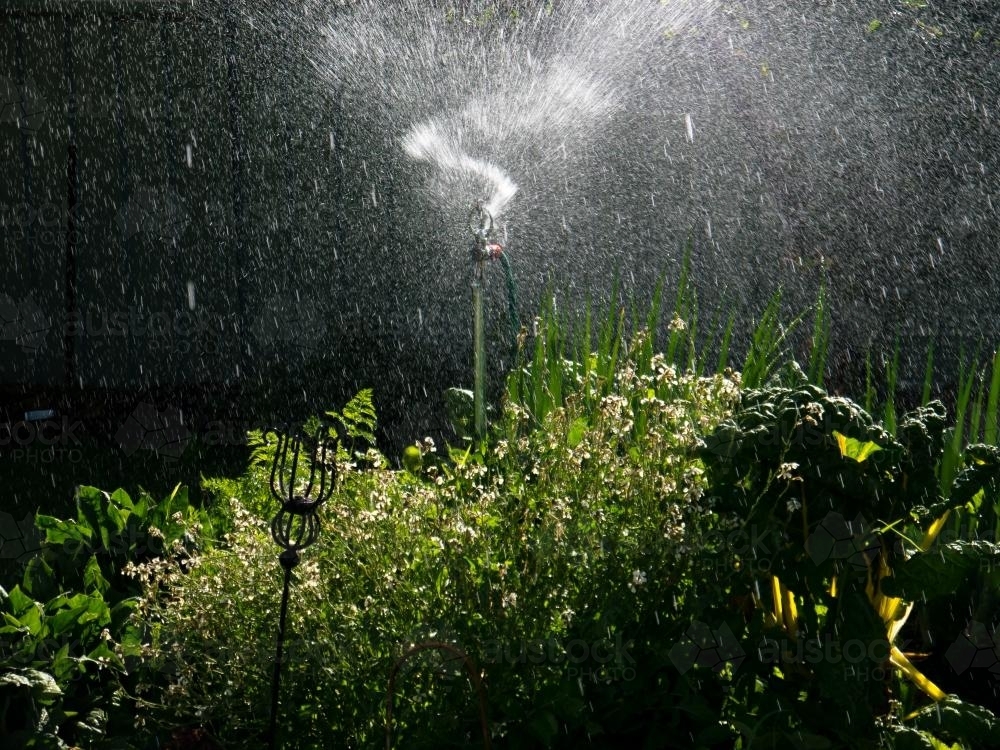 Sprinkler on a vegetable garden with backlighting - Australian Stock Image