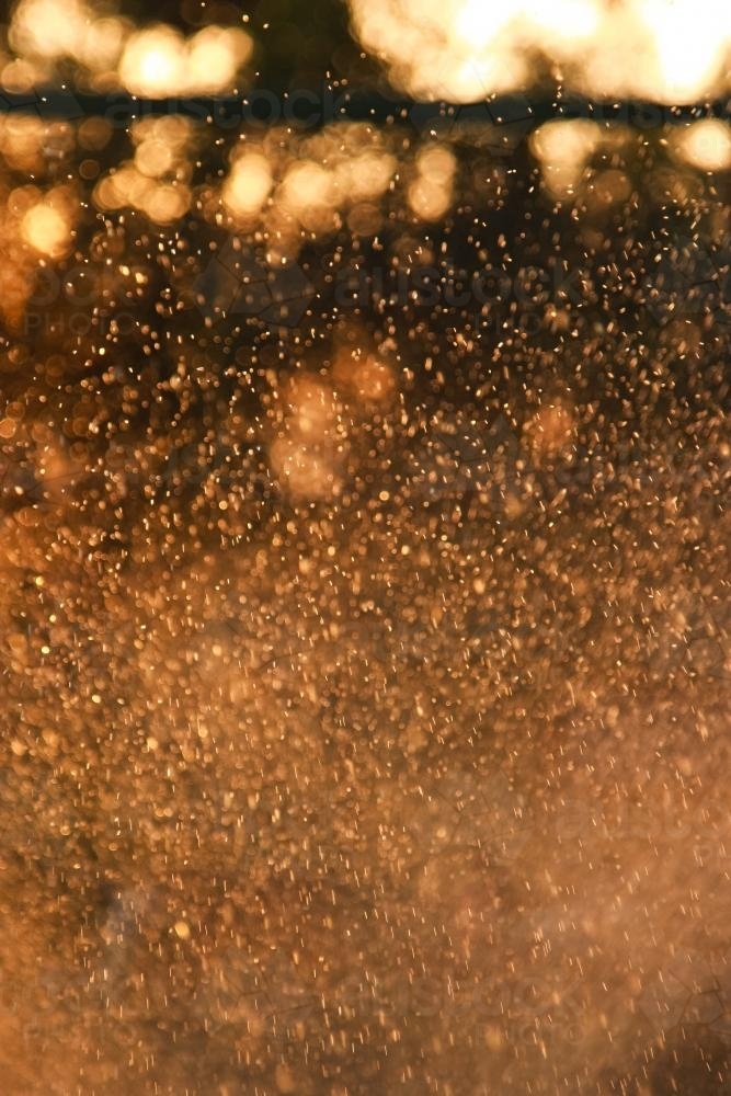 Sprinkler water shining in gleams and bokeh in the sunset light - Australian Stock Image