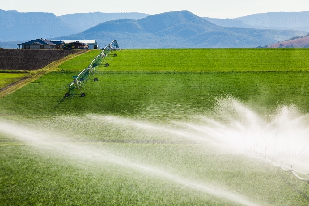 Sprinklers watering a green crop growing adjacent to a house on a hill in Kalbar, Australia. - Australian Stock Image