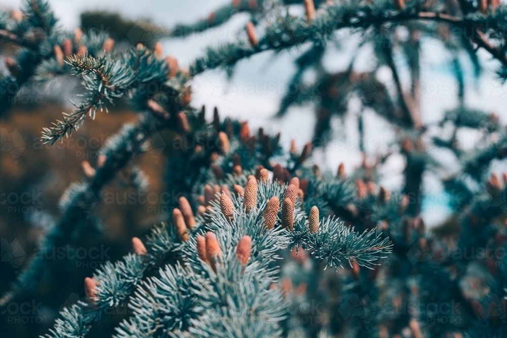Spruce tree branches and seeds - Australian Stock Image