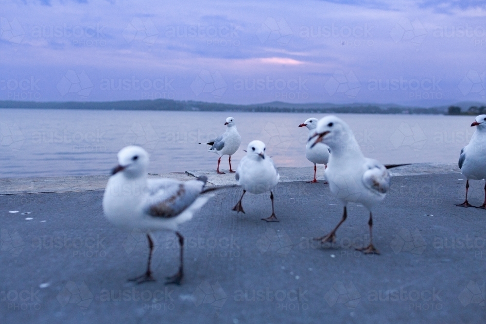 Squabbling seagulls at Warners Bay Foreshore Reserve in dusk light - Australian Stock Image