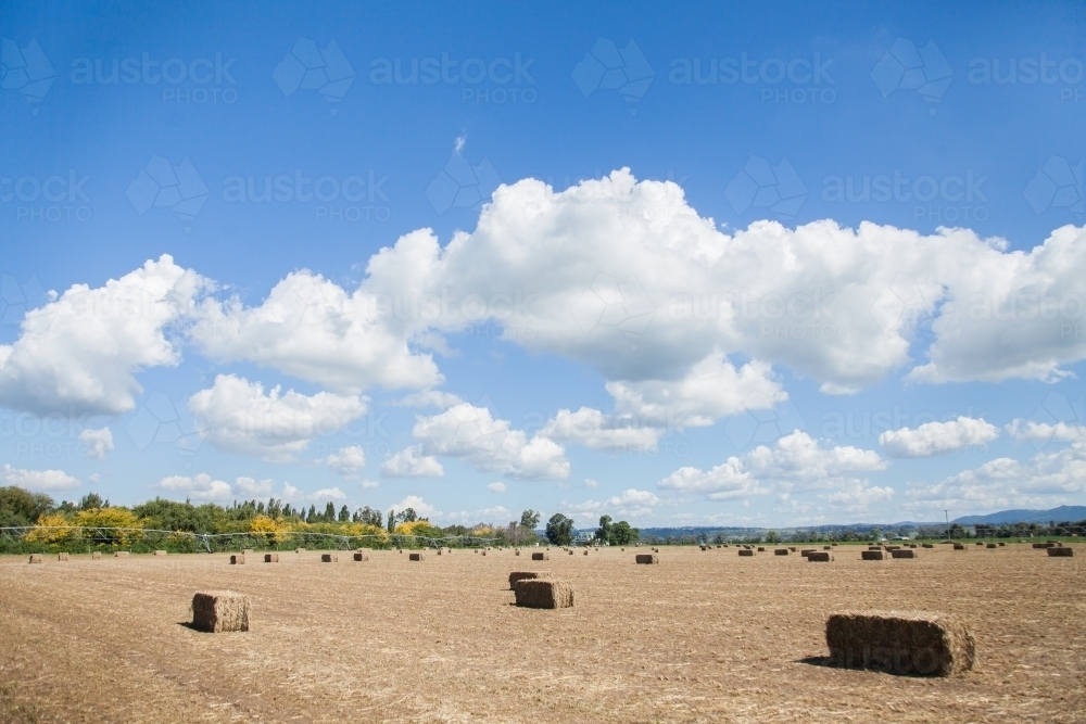 Square hay bales in sunny country paddock landscape - Australian Stock Image